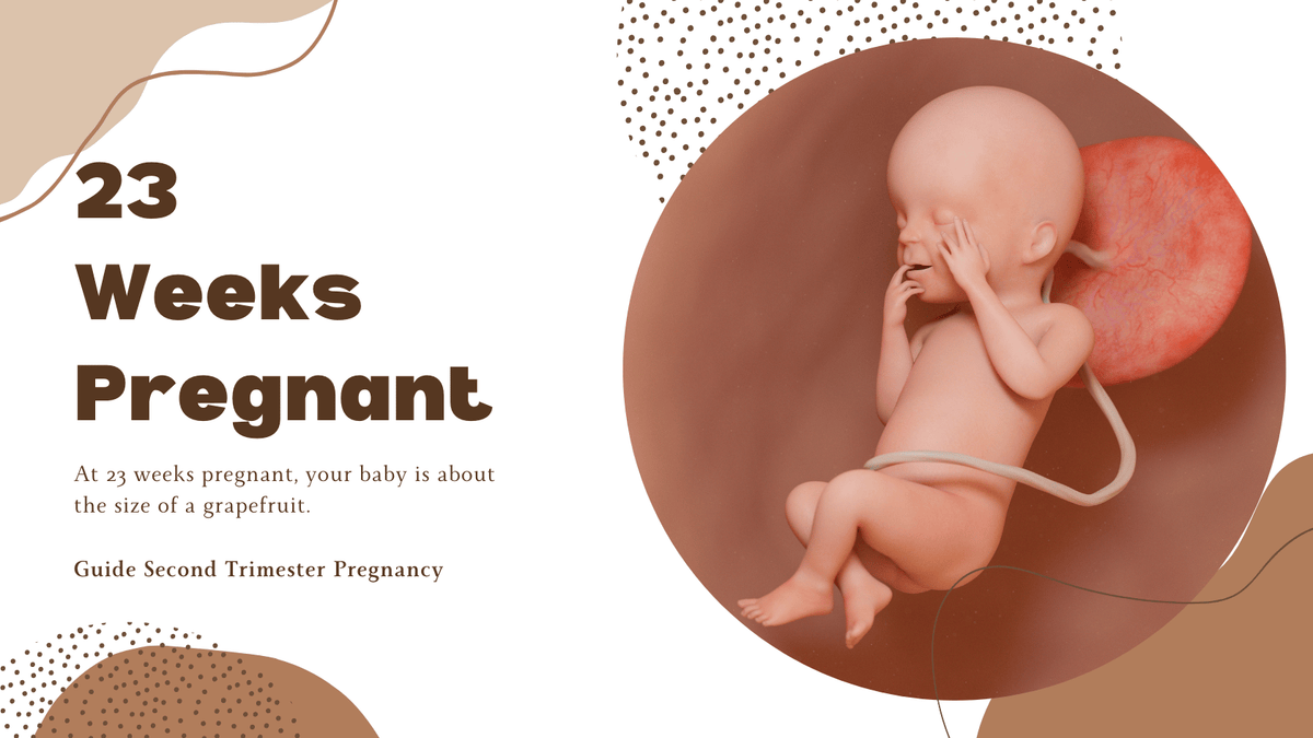 23 Weeks Pregnant - 23 Weeks Fetus