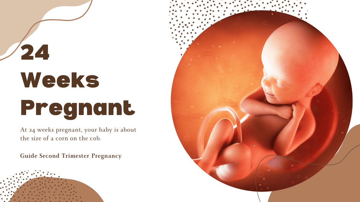 24 Weeks Pregnant - Weekly Development & Symptoms: 24 weeks fetus photo