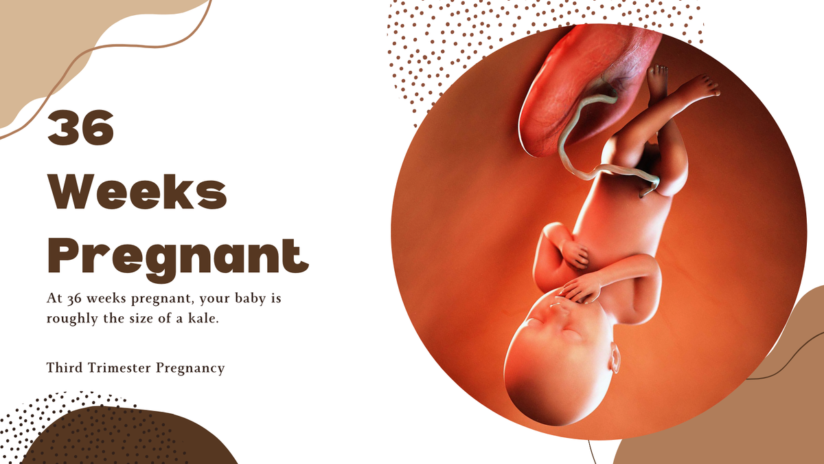 36 weeks pregnant + Photo of a 36 weeks fetus