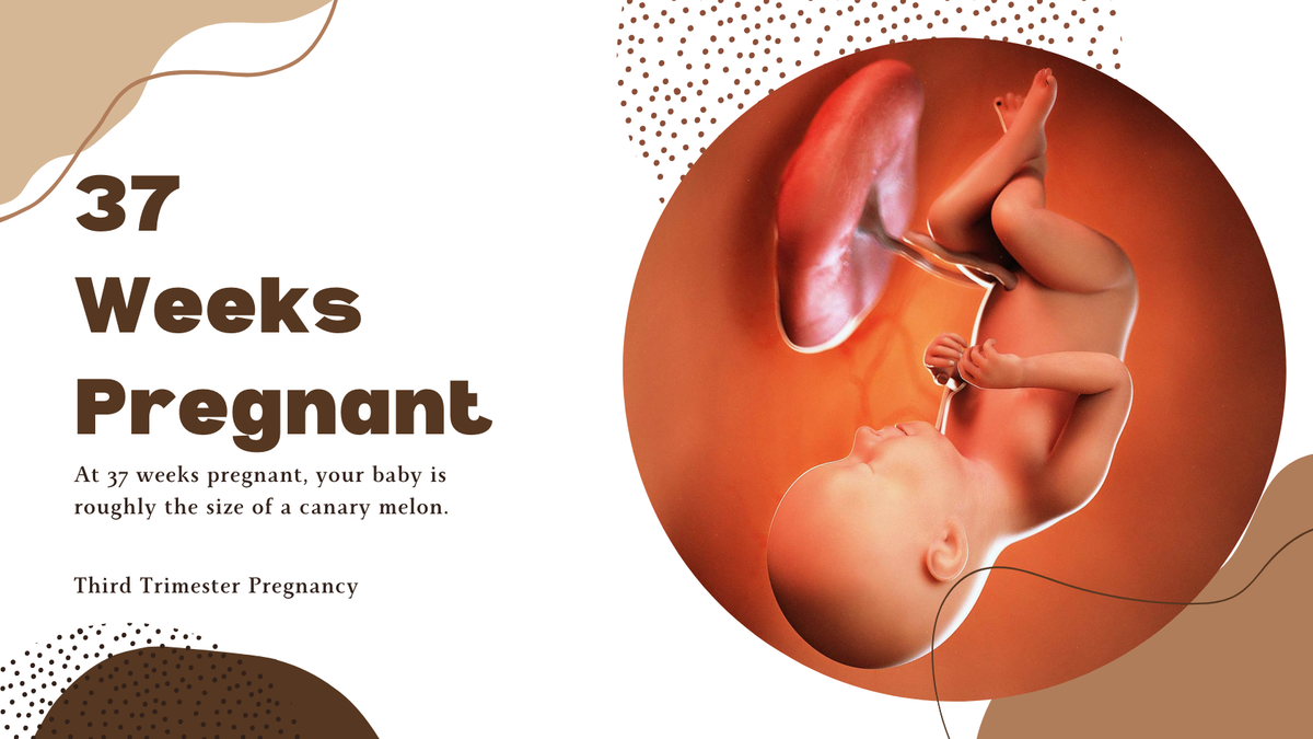 37 Weeks Pregnant - photo illustration of a 37 weeks fetus